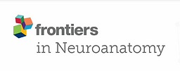 Frontiers in neuroanatomy
