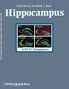 Hippocampus