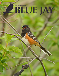 Blue jay