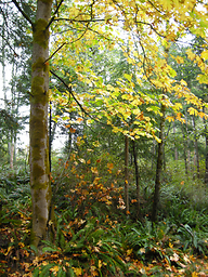 Logan Creek Decolonization Project Journal